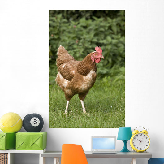 Chicken In A Field Wall Mural
