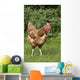 Chicken In A Field Wall Mural