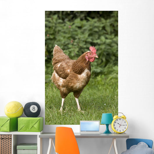 Chicken In A Field Wall Mural