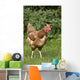 Chicken In A Field Wall Mural