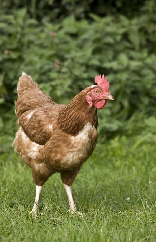 Chicken In A Field Wall Mural