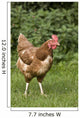 Chicken In A Field Wall Mural
