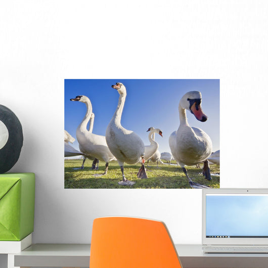 Swans In A Field Wall Mural