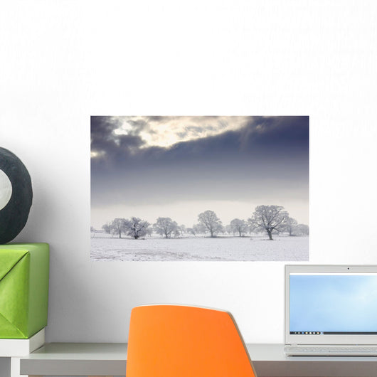 Snow Covered Trees And Field, Northumberland, England Wall Mural