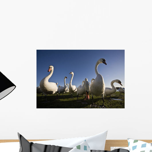A Group Of Swans Wall Mural