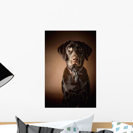 Chocolate Labrador Retriever Wall Mural