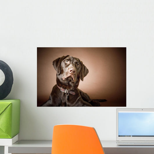 Chocolate Labrador Retriever Wall Mural