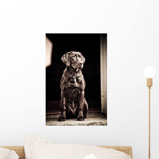 Chocolate Labrador Retriever Wall Mural