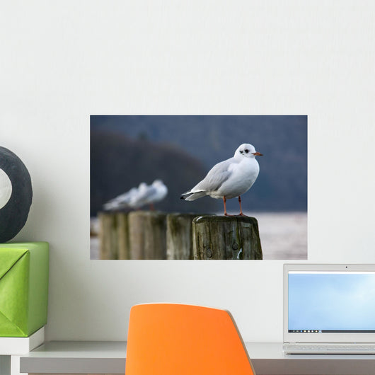 Seagulls Sitting On Posts Wall Mural