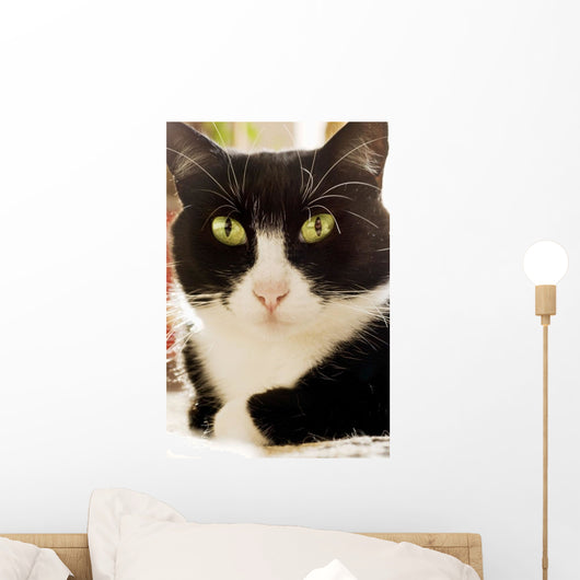 A Cat Wall Mural