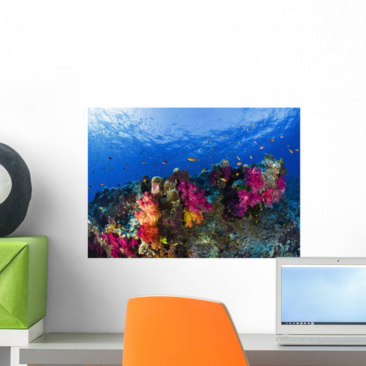 Soft Corals On Shallow Reef, Fiji Wall Mural