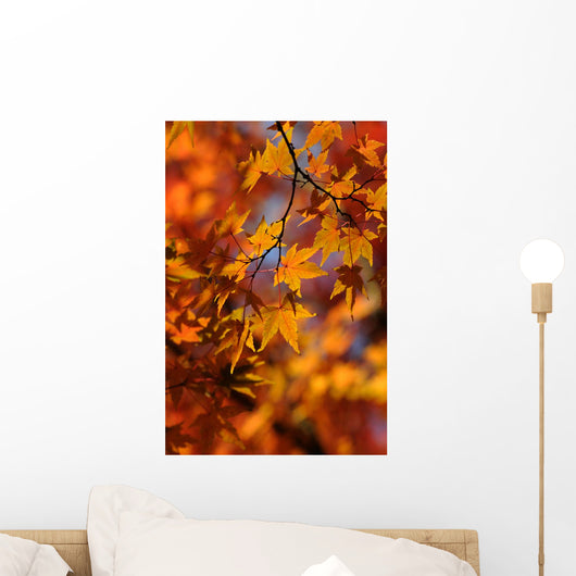Maple