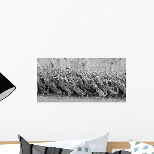 Flock Of Domestic Goose Wall Mural