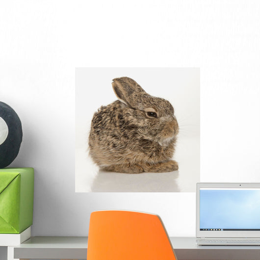 Baby Rabbit Wall Mural