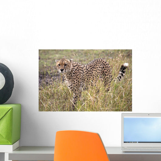 Cheetah Wall Mural