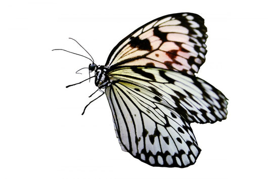 Butterfly Black and White Wall Decal