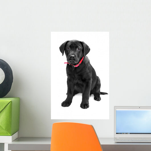 Black Labrador Wall Mural