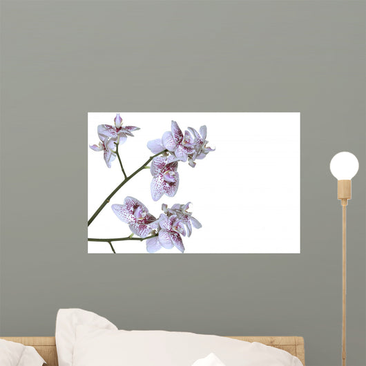 Phalaenopsis Hybride Blanche Et