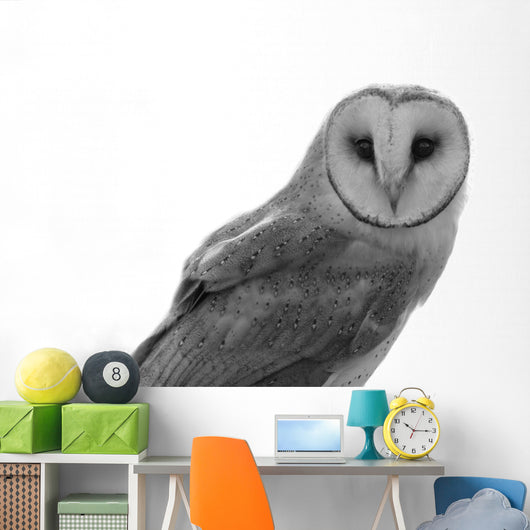 Owl Wall Decal