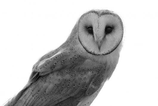 Owl Wall Decal