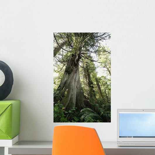 Meares Island, British Columbia, Canada Wall Mural