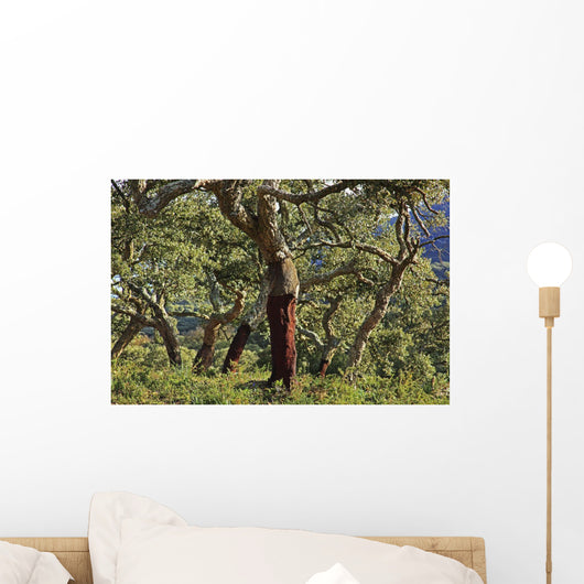 Old Cork Oak Tree Wall Mural