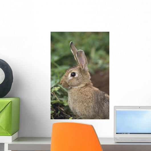 Hare, Ireland Wall Mural