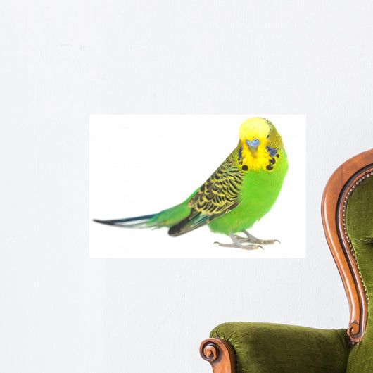 Portrait Budgerigar