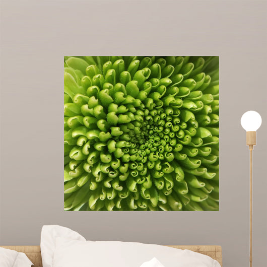 Green Chrysanthemum Flower Macro