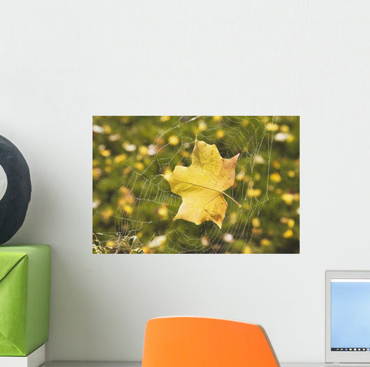 Fall Leaf In A Spider Web Wall Mural