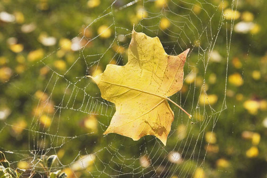 Fall Leaf In A Spider Web Wall Mural