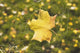 Fall Leaf In A Spider Web Wall Mural