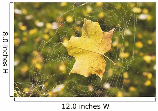 Fall Leaf In A Spider Web Wall Mural