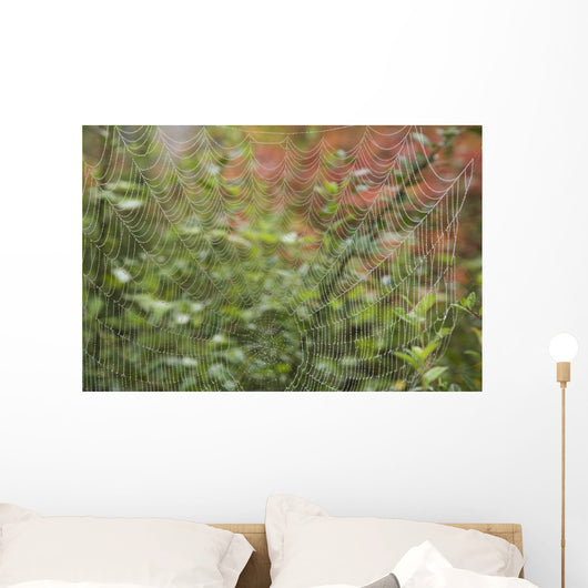 Detail Of Spider Web Wall Mural