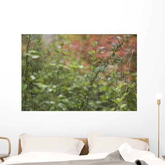Detail Of Spider Web Wall Mural