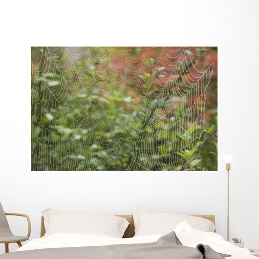 Detail Of Spider Web Wall Mural