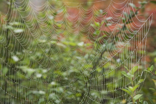 Detail Of Spider Web Wall Mural