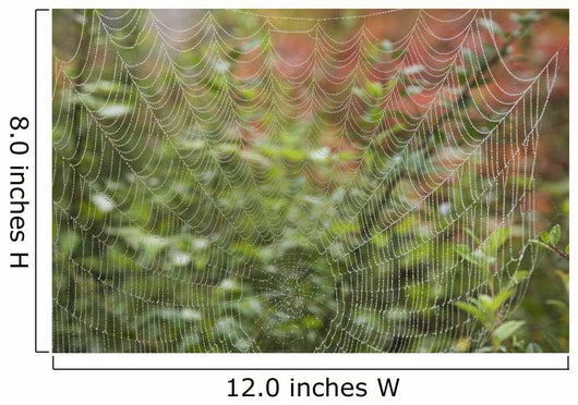 Detail Of Spider Web Wall Mural