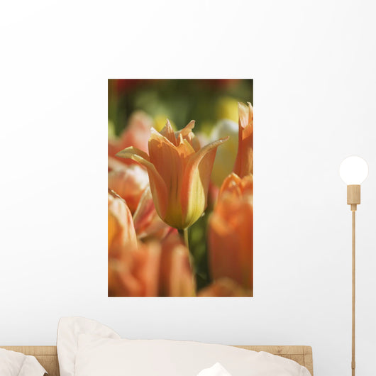 Tulip Wall Mural