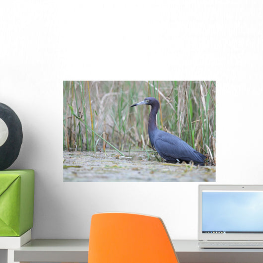 Little Blue Heron Wall Mural