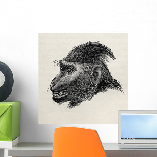 Cynopithecus Niger Wall Mural