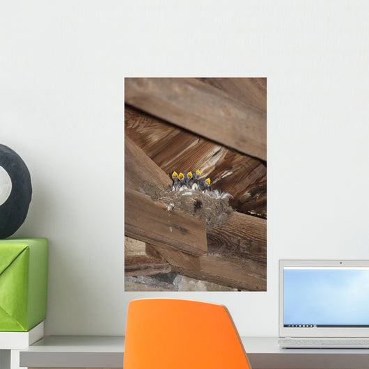Swallow Chicks, Island Of Iona, Scotland Wall Mural