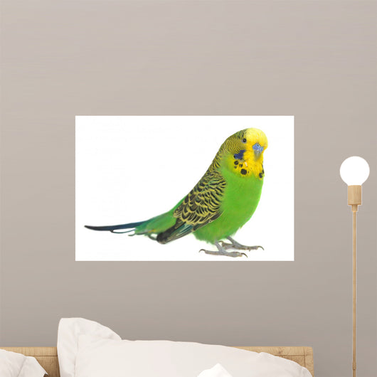 Portrait Budgerigar