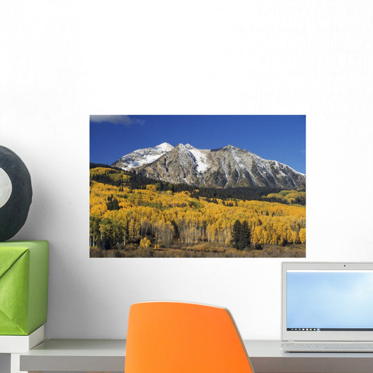 Aspen Trees In Autumn, Rocky Mountains, Colorado, Usa Wall Mural