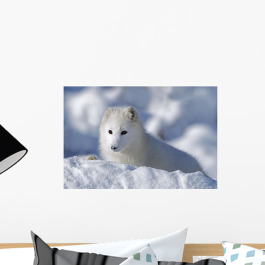 Arctic Fox Exploring Fresh Snow Wall Mural