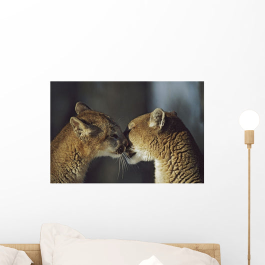 Mountain Lion Cub Nuzzles Mother's Face Wall Mural