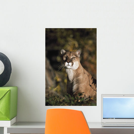 Portrait Of Mountain Lion Wall Mural
