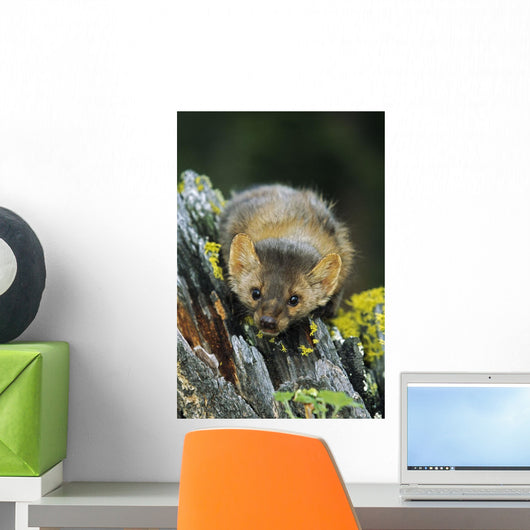 American Marten On Tree Stump Wall Mural