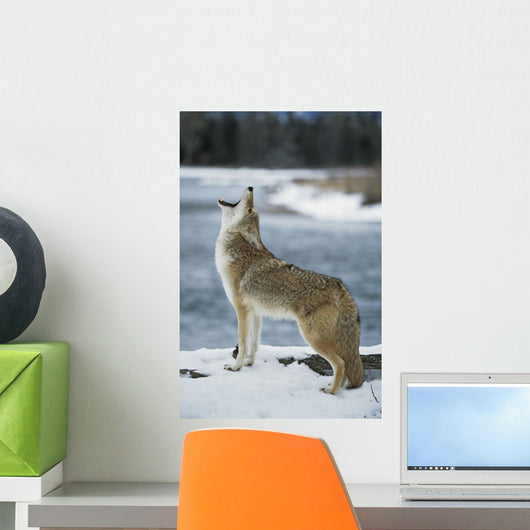 Coyote Howling On Snowy Riverbank Wall Mural