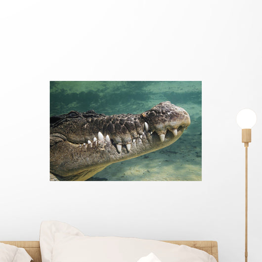 Close-Up Of Saltwater Crocodile Underwater Wall Mural